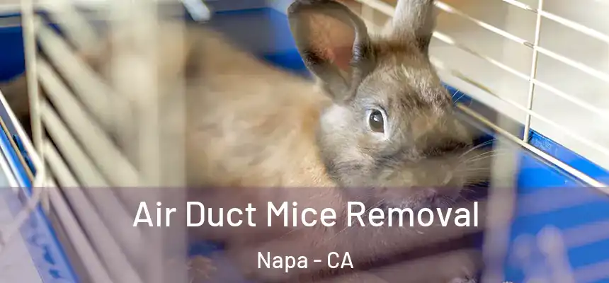 Air Duct Mice Removal Napa - CA